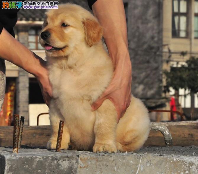 狗狗多长时间大便正常?揭秘宠物健康的小秘密