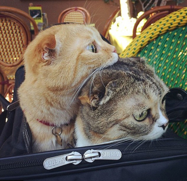 猫咪到处拉尿怎么回事:探索背后的原因与解决之道